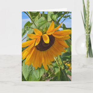 Traurige Sonnenblume  Karte
