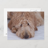 Trauriger, einsamer, entzückender u. niedlicher postkarte (Vorne/Hinten)