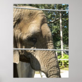 trauriger Elefant Poster (Vorne)