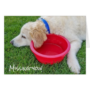 trauriger Hund vermisst