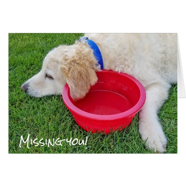 trauriger Hund vermisst (Vorderseite (Horizontal))