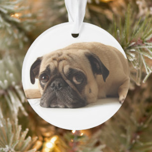 Trauriger Mops Ornament
