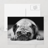 Trauriger Mops Postkarte (Vorne/Hinten)