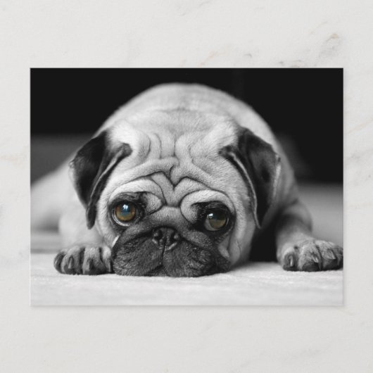 Trauriger Mops Postkarte (Vorderseite)
