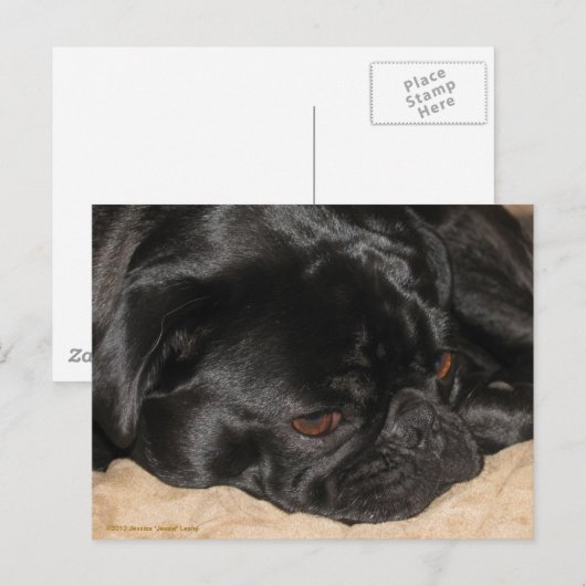 Trauriger Mops Postkarte (Vorne/Hinten)