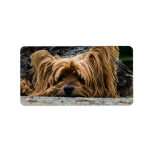 Trauriges kleines Yorkie Adressaufkleber