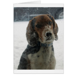 Trauriges Snowy-Beagle-Gesicht, das nach innen