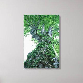 Tree 89 Stretched Canvas Print Leinwanddruck