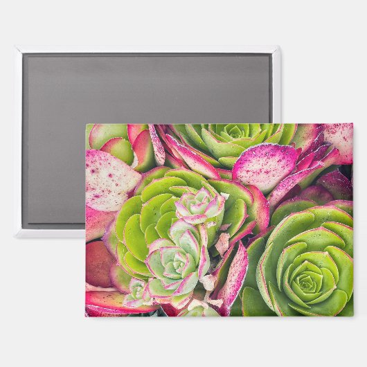 Tree Aeonium Magnet (Vorderseite/Rückseite)