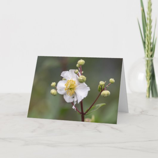 Tree Anemone Karte (Vorderseite)