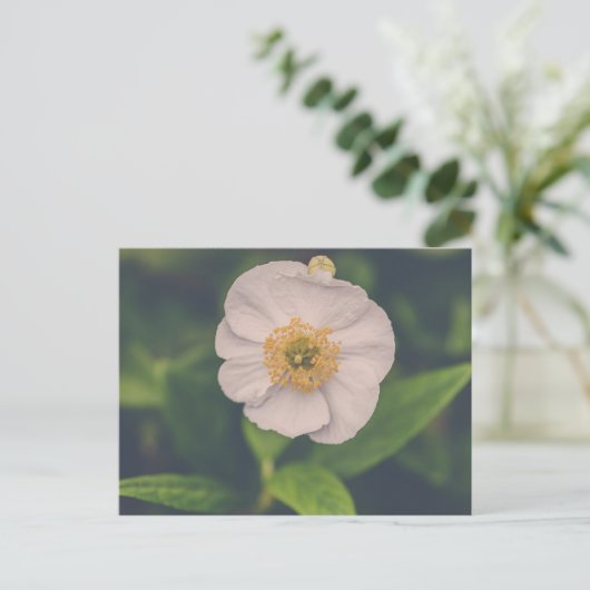 Tree Anemone Postkarte (Stehend Vorderseite)