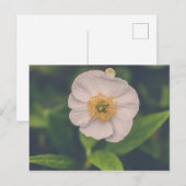 Tree Anemone Postkarte (Vorne/Hinten)