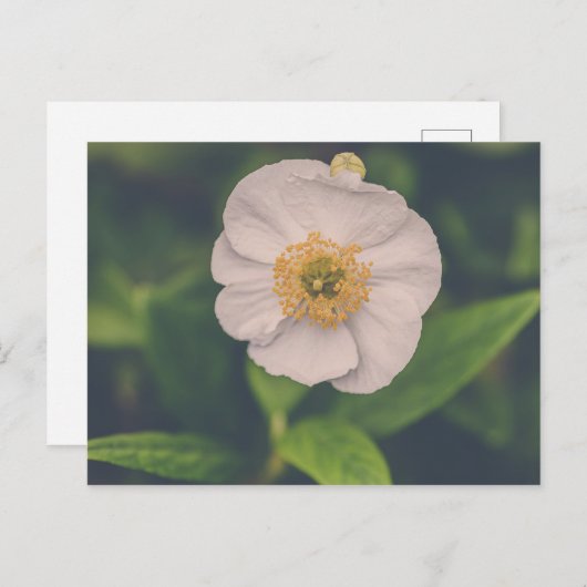 Tree Anemone Postkarte (Vorne/Hinten)