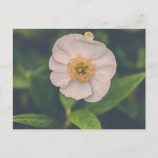 Tree Anemone Postkarte (Vorderseite)