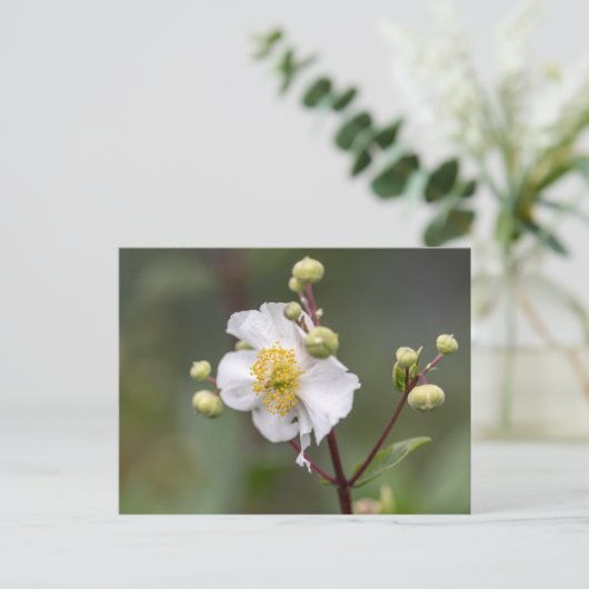 Tree Anemone Postkarte (Stehend Vorderseite)