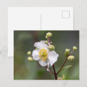 Tree Anemone Postkarte (Vorne/Hinten)