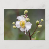 Tree Anemone Postkarte (Vorderseite)