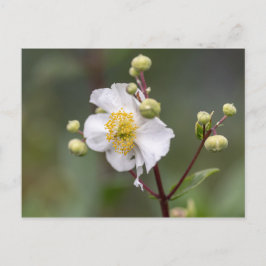 Tree Anemone Postkarte