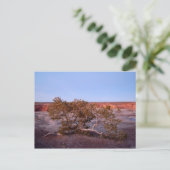 Tree at Canyon de Chelly Postcard Postkarte (Stehend Vorderseite)