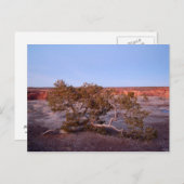 Tree at Canyon de Chelly Postcard Postkarte (Vorne/Hinten)