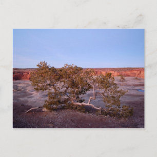 Tree at Canyon de Chelly Postcard Postkarte