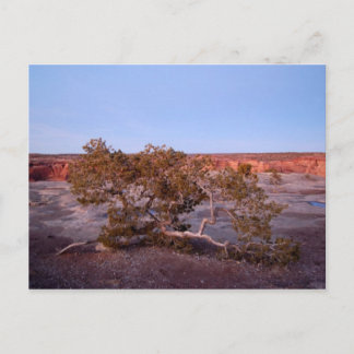 Tree at Canyon de Chelly Postcard Postkarte