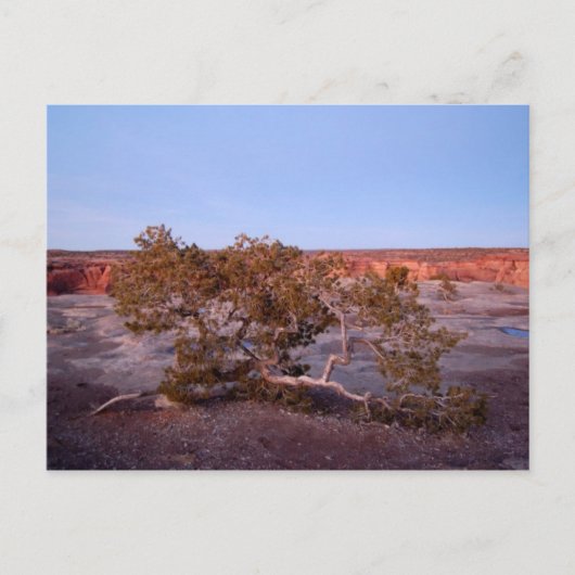 Tree at Canyon de Chelly Postcard Postkarte (Vorderseite)