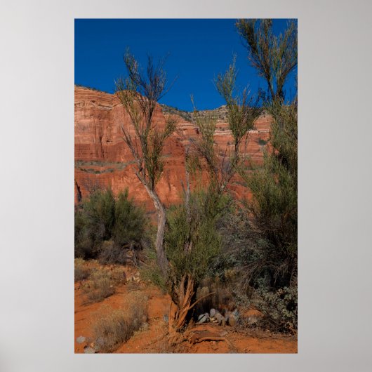 Tree at Courthouse Butte 2016 Poster (Vorne)