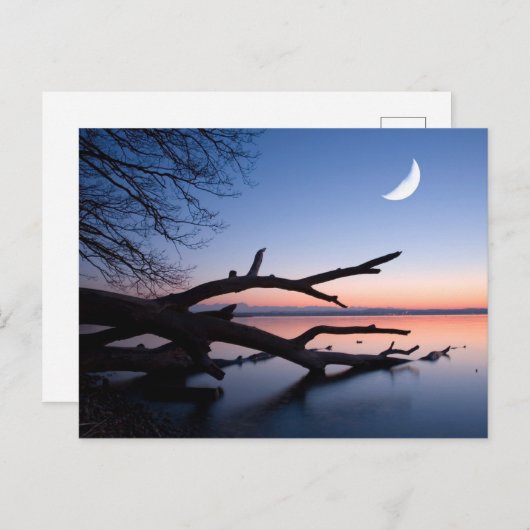 Tree at Starnberg Lake | Muensing Bavaria Germany Postkarte (Vorne/Hinten)