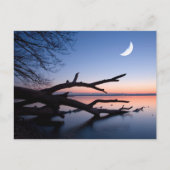 Tree at Starnberg Lake | Muensing Bavaria Germany Postkarte (Vorderseite)