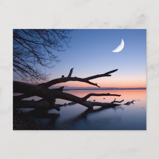 Tree at Starnberg Lake | Muensing Bavaria Germany Postkarte (Vorderseite)