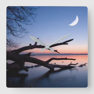 Tree at Starnberg Lake Muensing Bavaria Germany Quadratische Wanduhr