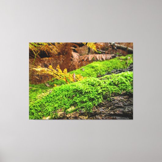 Tree Bark in Autumn Moss - Leinwanddruck (Vorderseite)