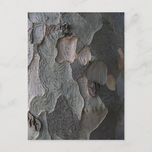 Tree Bark Makrofotografie Postkarte (Vorderseite)