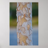 Tree Bark Poster (Vorne)
