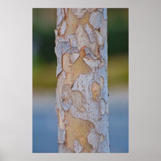 Tree Bark Poster (Vorne)