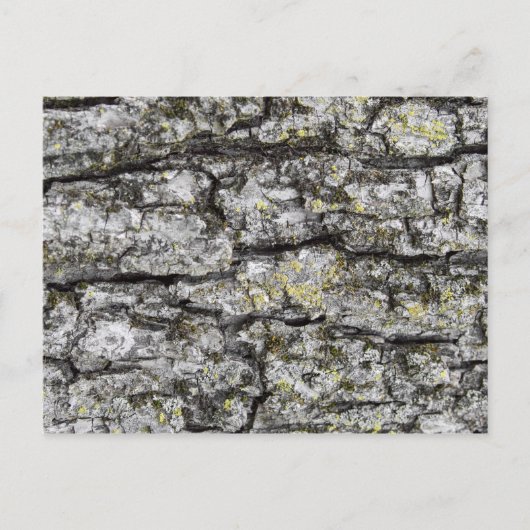 Tree Bark Postkarte (Vorderseite)