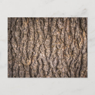 Tree Bark Texture Postkarte