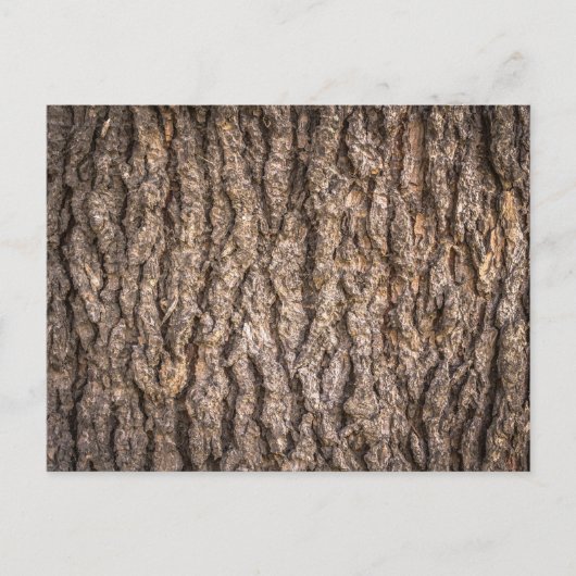 Tree Bark Texture Postkarte (Vorderseite)