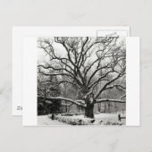 Tree Bedford Oak New York City Postkarte (Vorne/Hinten)