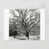 Tree Bedford Oak New York City Postkarte (Vorderseite)