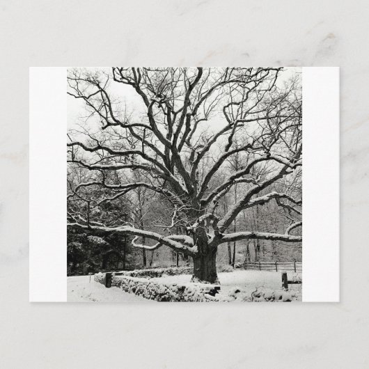 Tree Bedford Oak New York City Postkarte (Vorderseite)