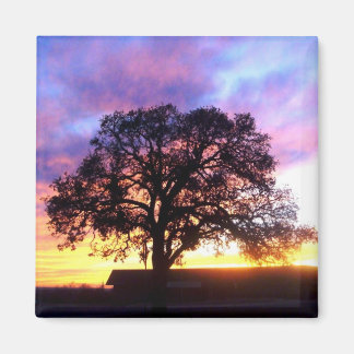 Tree bei Sunset Magnet
