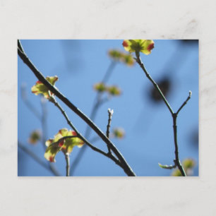 Tree Blossom Postcard Postkarte