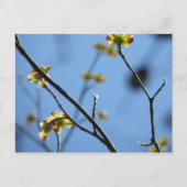 Tree Blossom Postcard Postkarte (Vorderseite)