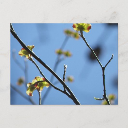 Tree Blossom Postcard Postkarte (Vorderseite)