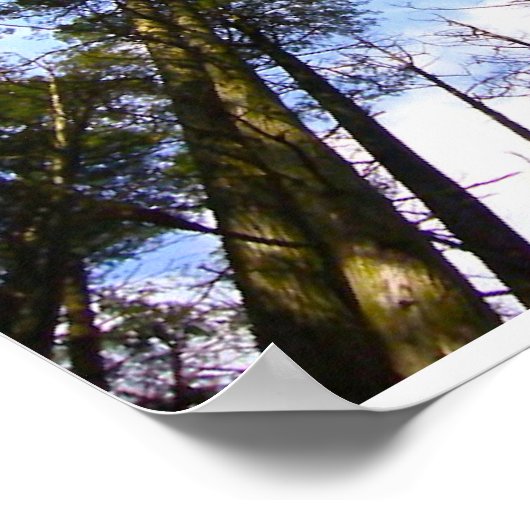 Tree Canopy Poster (Ecke)