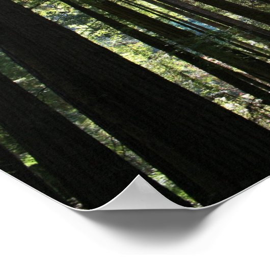 "Tree Cathedral", Muir Woods Poster (Ecke)