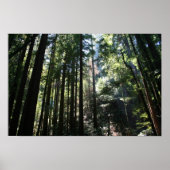 "Tree Cathedral", Muir Woods Poster (Vorne)