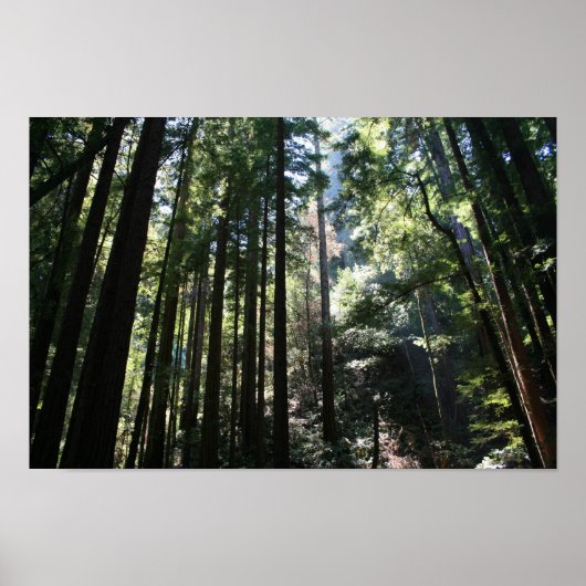 "Tree Cathedral", Muir Woods Poster (Vorne)